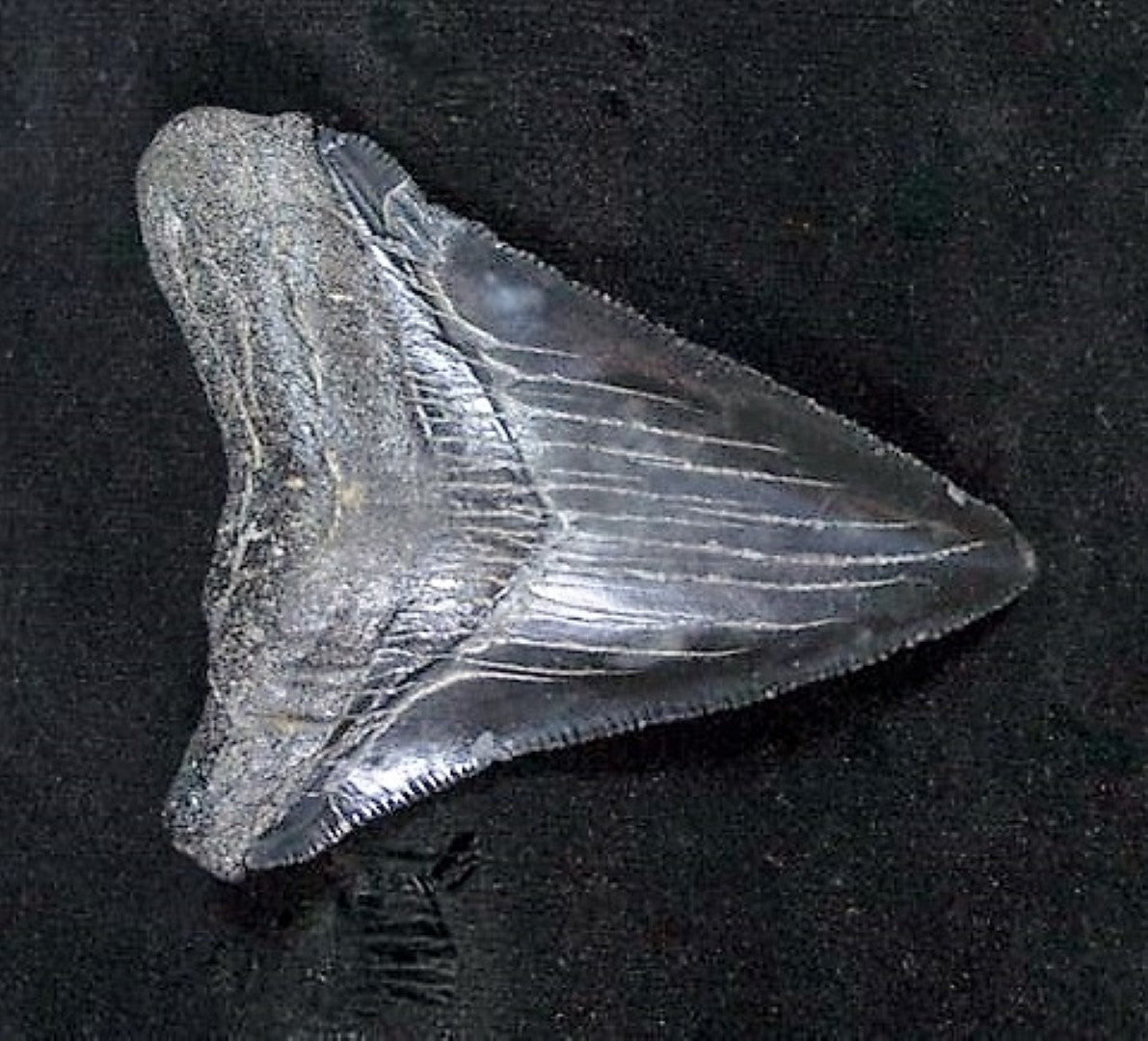 Megalodon Shark Tooth For Sale Fossil Extinct Real Fossil 2" Long