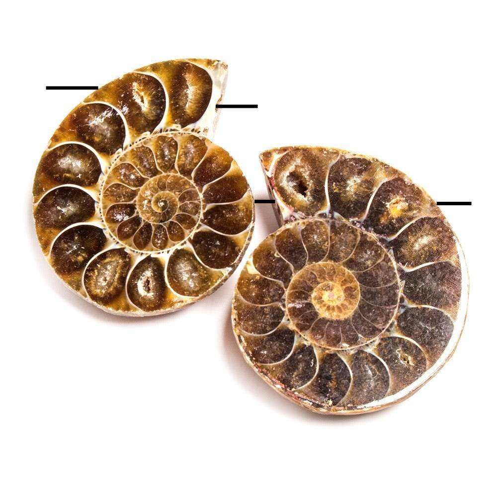 38x31-38x31mm Prehistoric Ammonite Fossil Focal Bead Set of 2