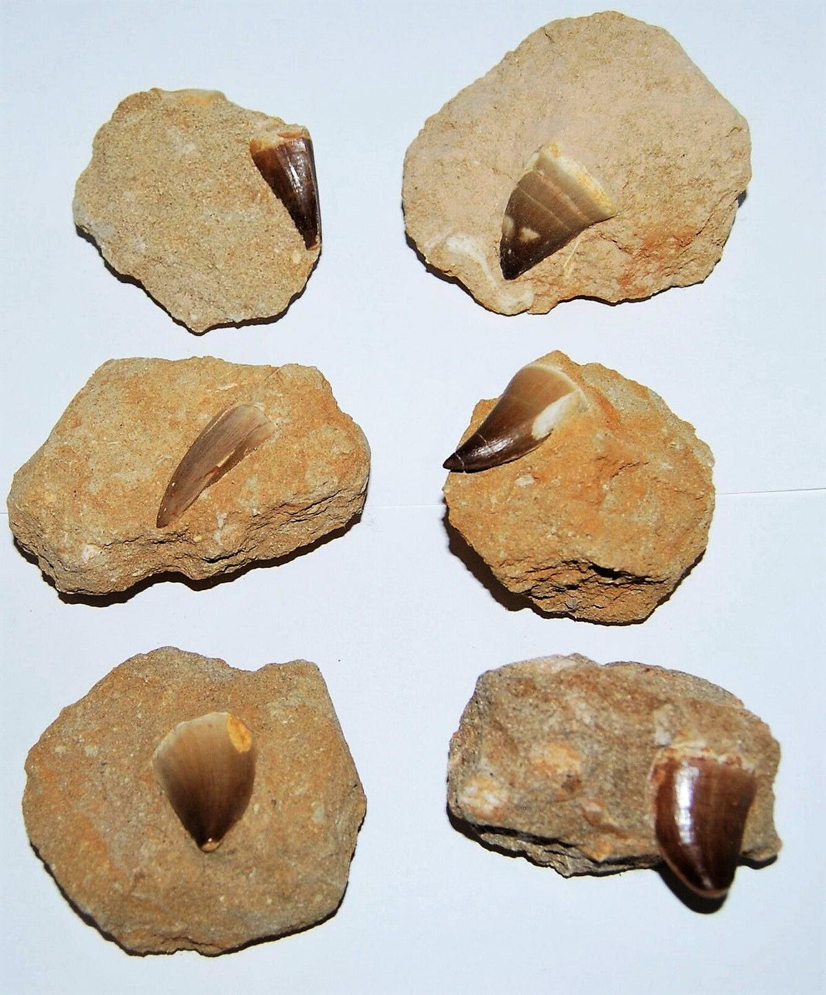 Mosasaurus Tooth in Rock Matrix 1 Inch Long Genuine Mosasaur Fossil