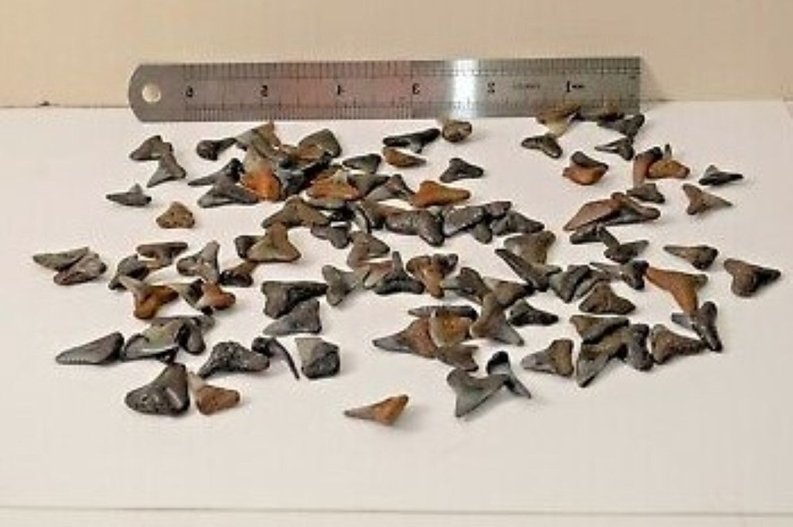 Shark Tooth Trinket Lot of 100 Partial Teeth Bull, Hammerhead, Sand, Mako