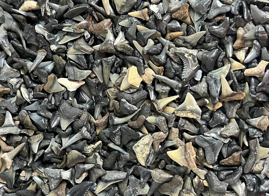 Shark Tooth Lot Bundle of 50 Partial Teeth Bull, Hammerhead, Dusky, Mako
