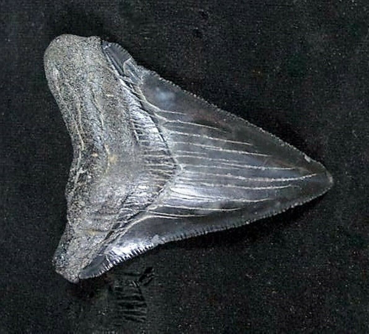 Megalodon Baby Shark Tooth Extinct Real Small 1" Long