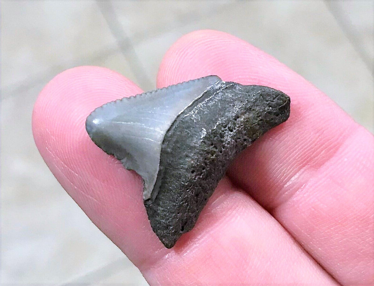 Megalodon Baby Shark Tooth Extinct Real Small 1" Long