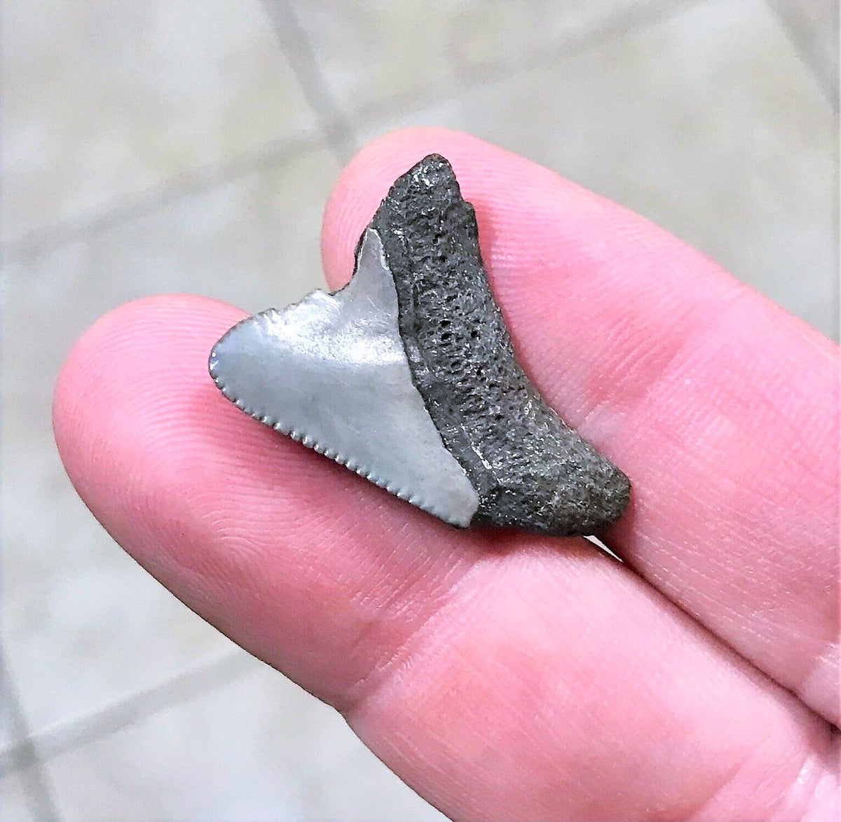 Megalodon Baby Shark Tooth Extinct Real Small 1" Long
