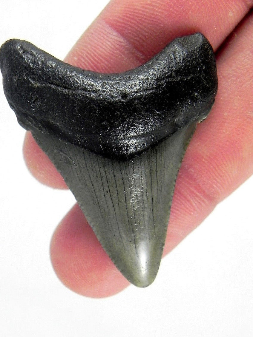 Megalodon Shark Tooth For Sale Fossil Extinct Real Fossil 2" Long