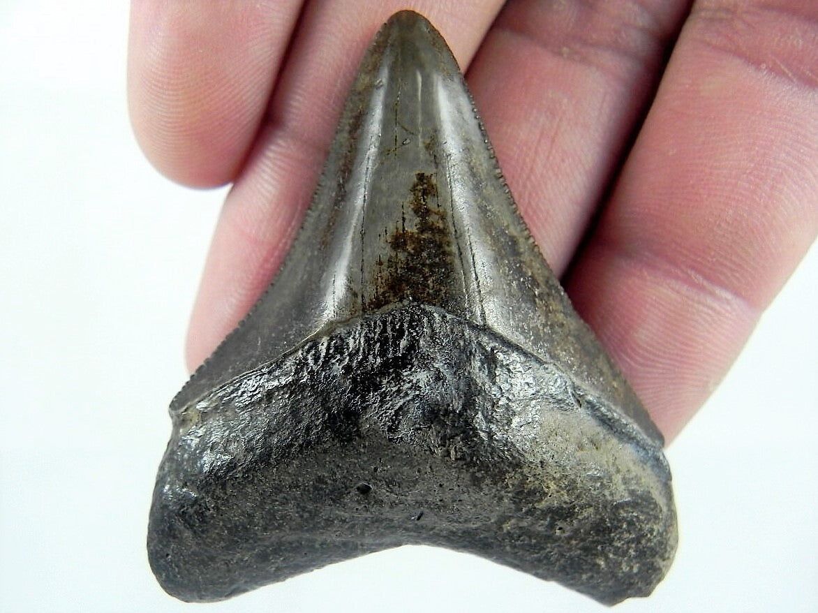Megalodon Shark Tooth For Sale Fossil Extinct Real Fossil 2" Long