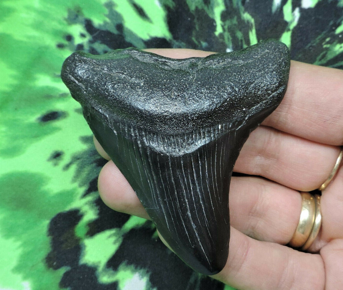 Megalodon Shark Tooth For Sale Fossil Extinct Real Fossil 2" Long