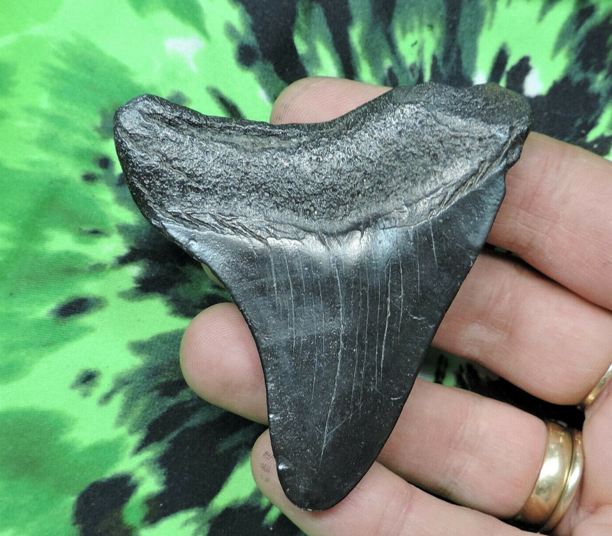 Megalodon Shark Tooth For Sale Fossil Extinct Real Fossil 2" Long