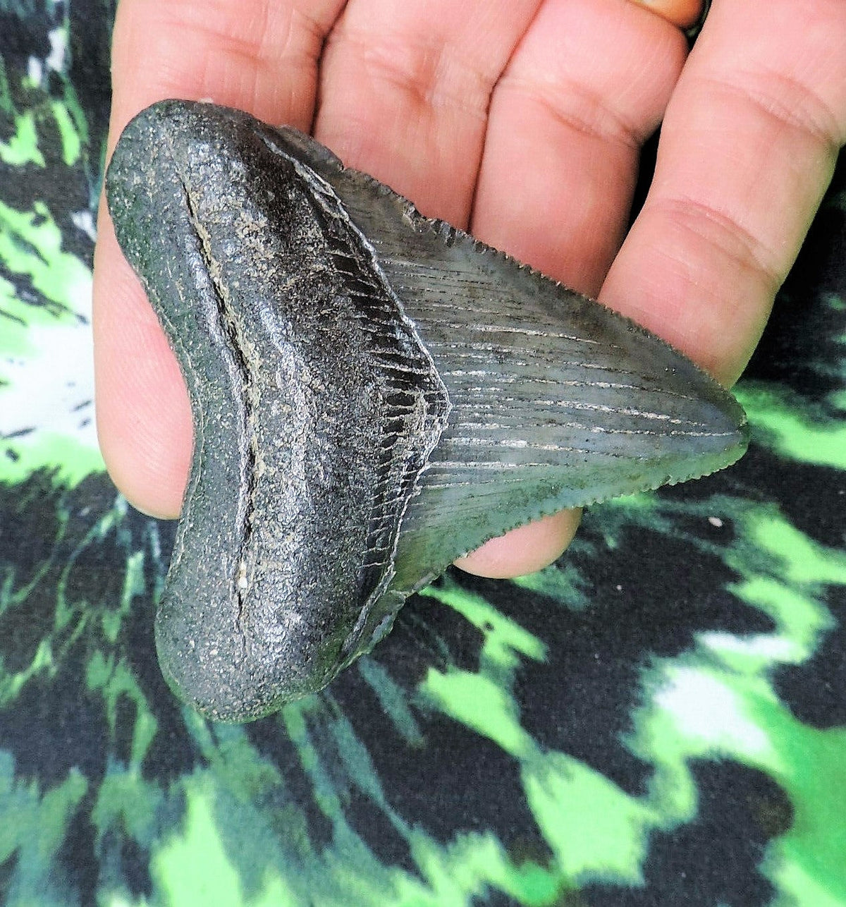 Megalodon Shark Tooth For Sale Fossil Extinct Real Fossil 2" Long