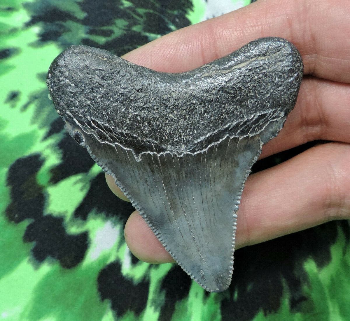 Megalodon Shark Tooth For Sale Fossil Extinct Real Fossil 2" Long
