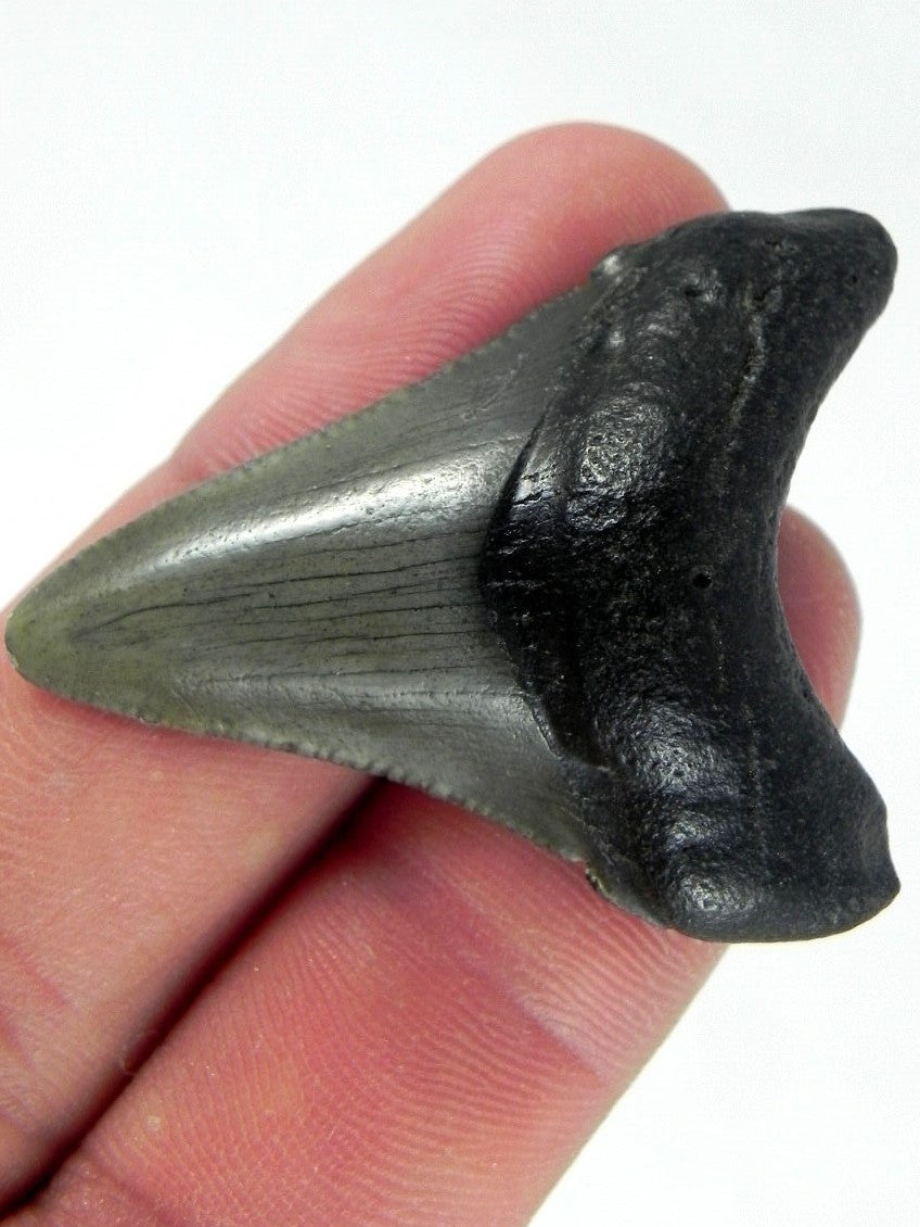 Megalodon Shark Tooth For Sale Fossil Extinct Real Fossil 2" Long