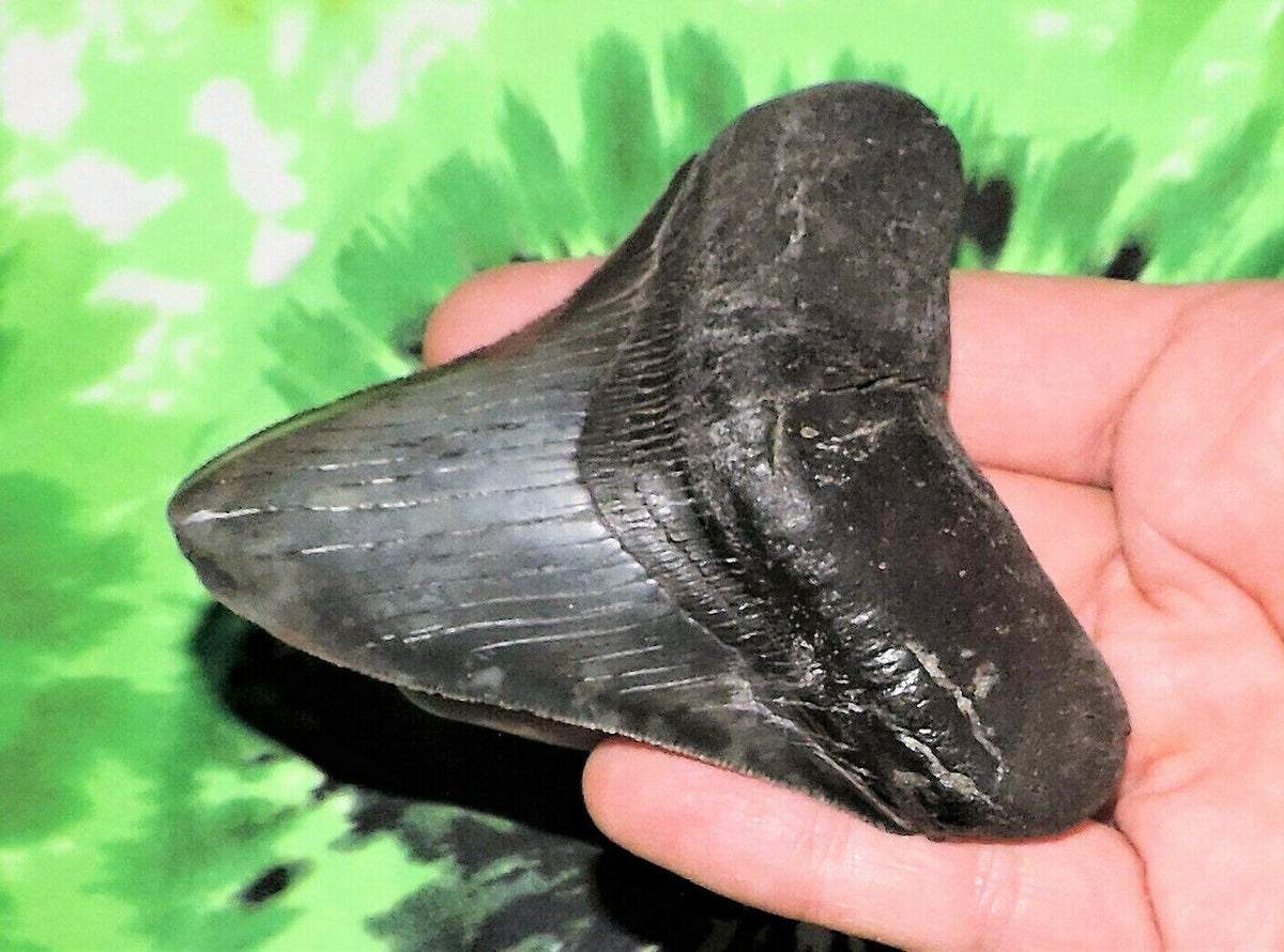 Megalodon Shark Tooth For Sale Real Fossil Extinct 3" Long