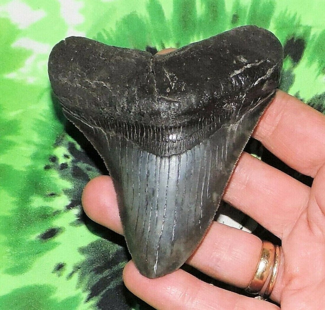 Megalodon Shark Tooth For Sale Real Fossil Extinct 3" Long