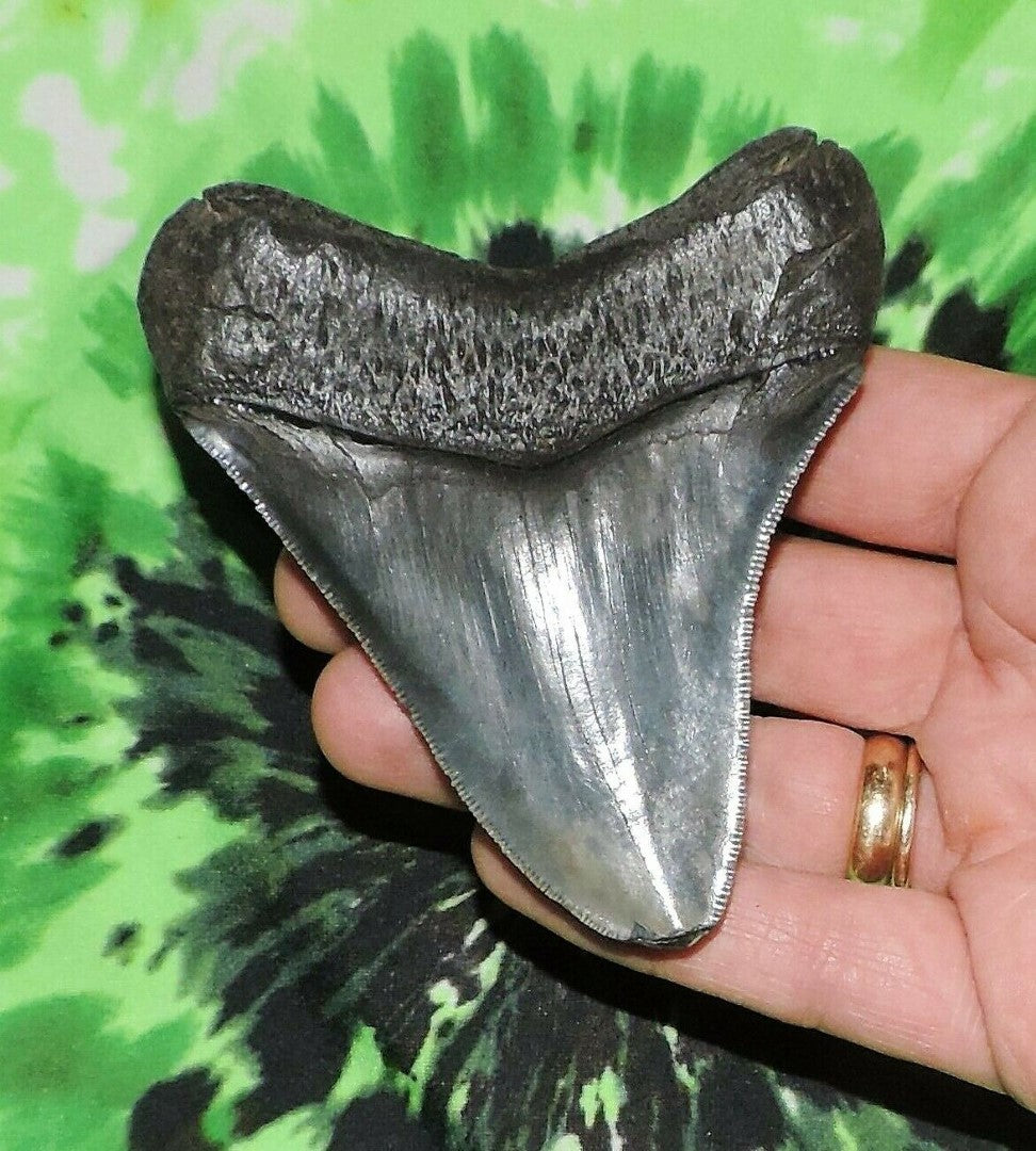 Megalodon Shark Tooth For Sale Real Fossil Extinct 3" Long
