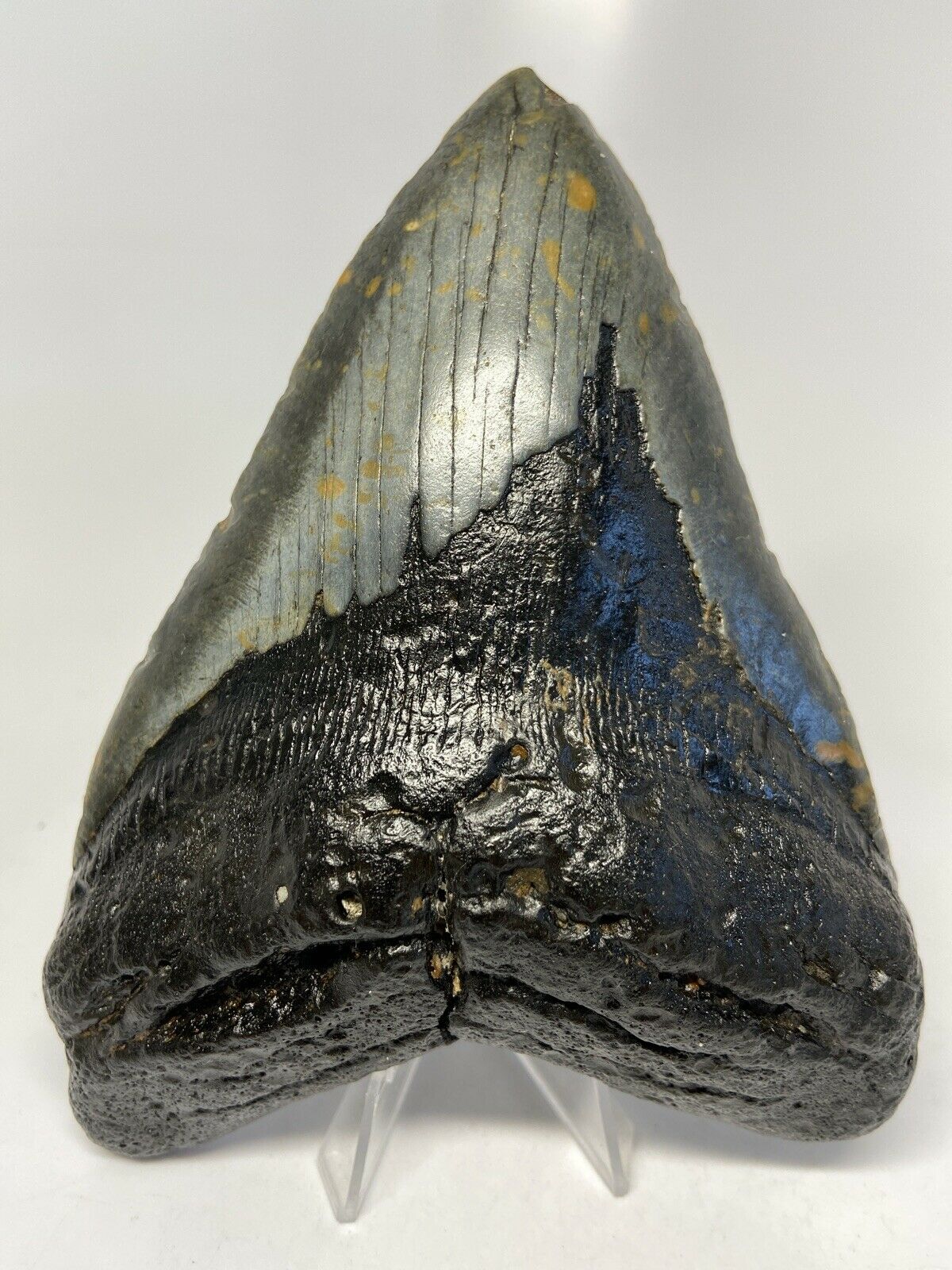 Megalodon Shark Tooth For Sale Giant Exinct Large 6" Long