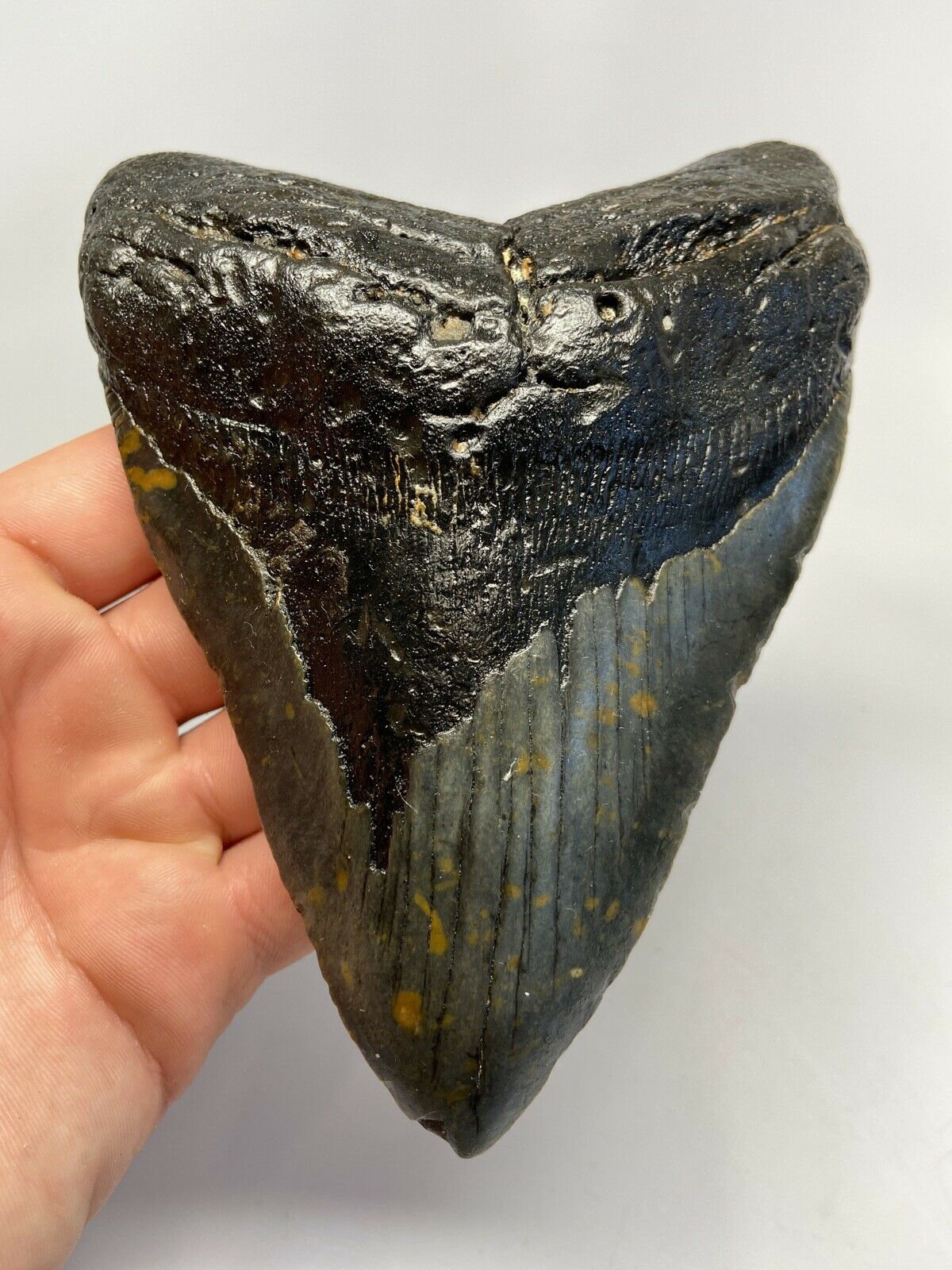 Megalodon Shark Tooth For Sale Giant Exinct Large 6" Long