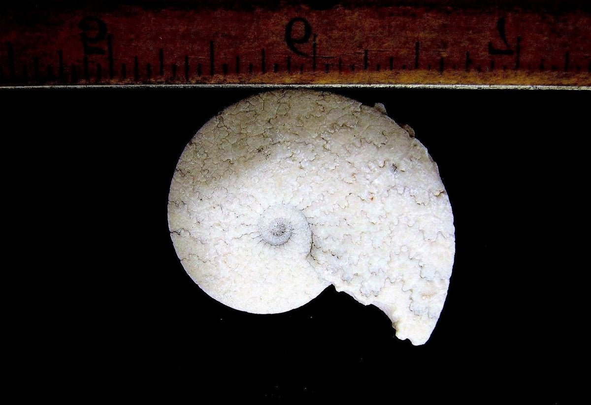 Ammonite Old Mollusk Jurassic Genuine Fossil