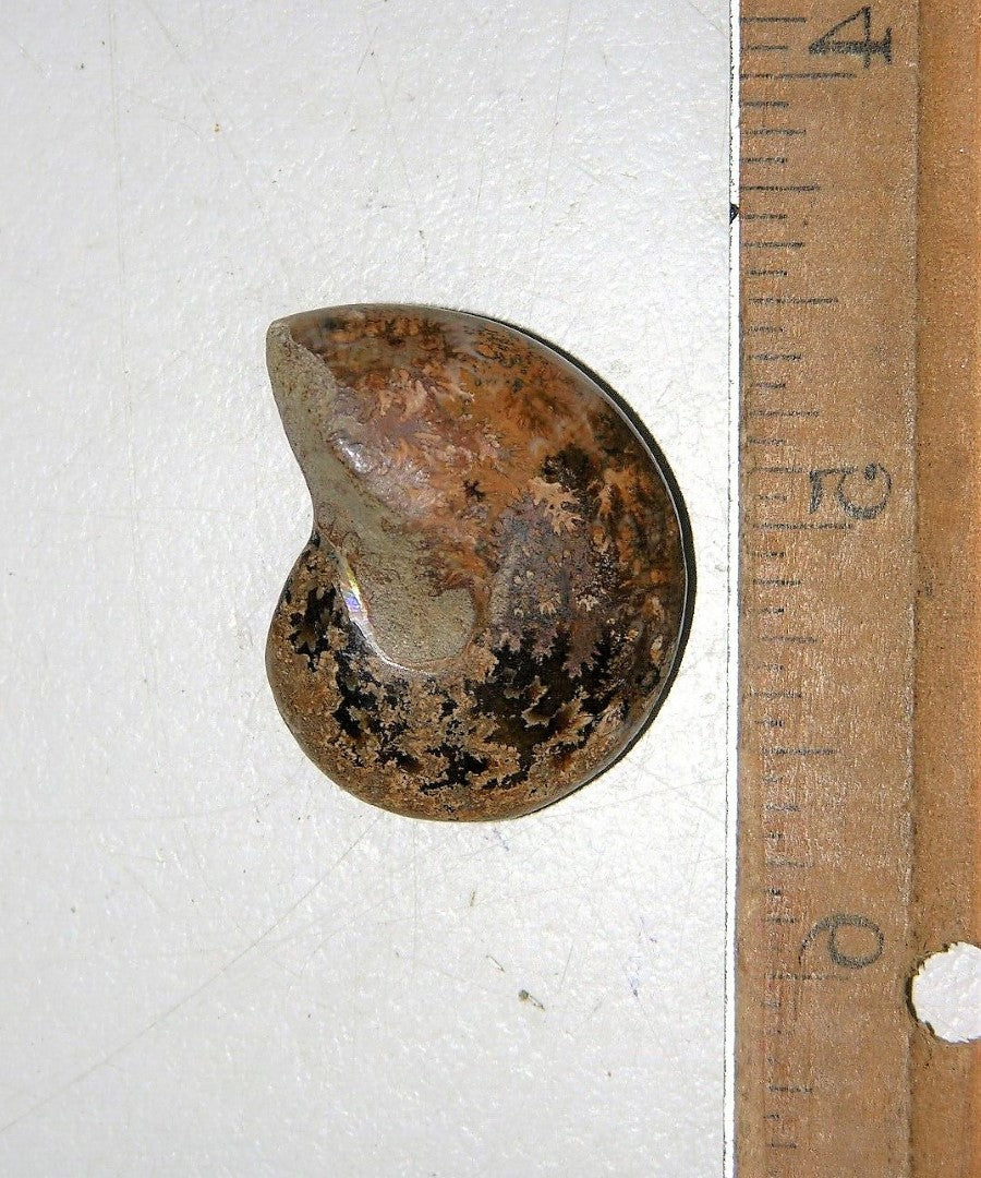 Ammonite Old Mollusk Jurassic Genuine Fossil