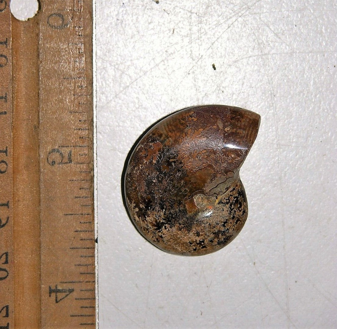 Ammonite Old Mollusk Jurassic Genuine Fossil