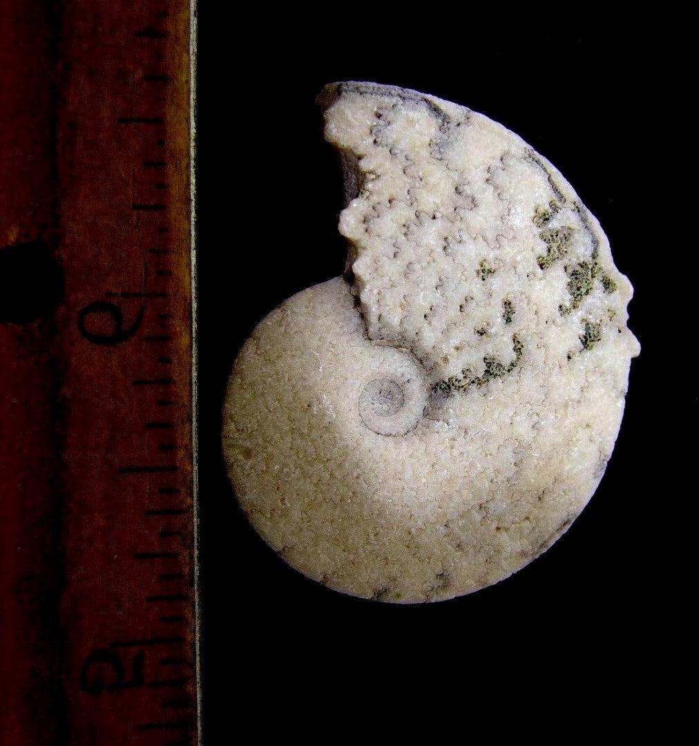 Ammonite Old Mollusk Jurassic Genuine Fossil