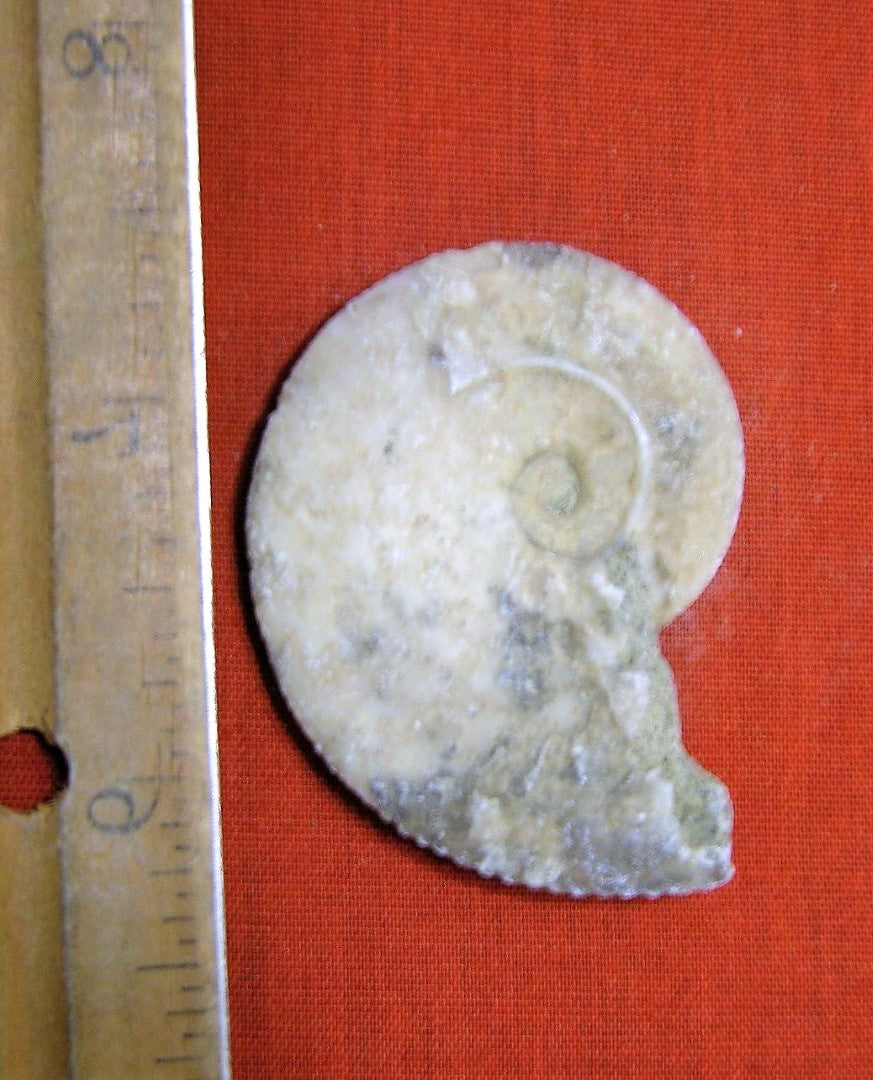 Ammonite Old Mollusk Jurassic Genuine Fossil