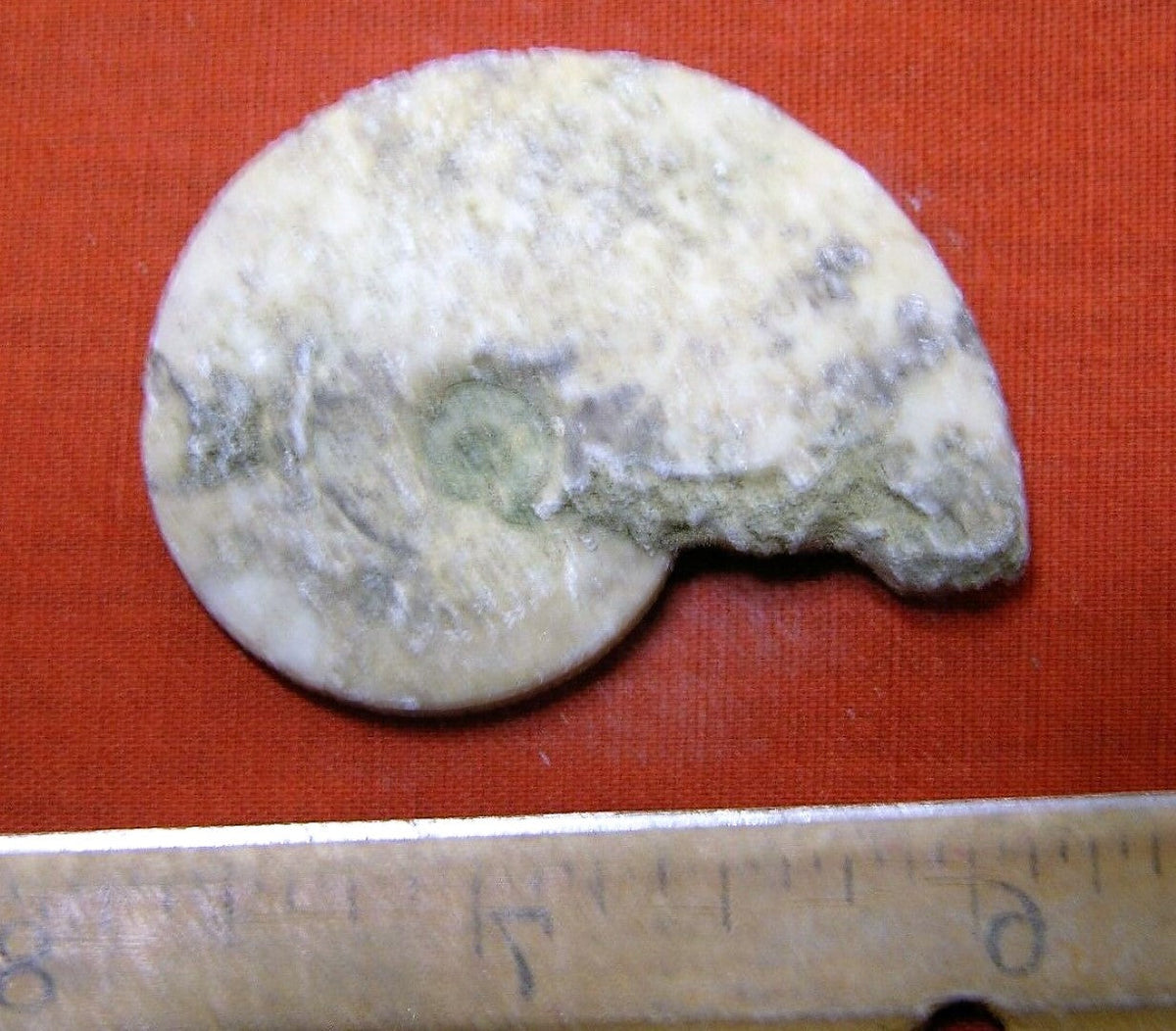 Ammonite Old Mollusk Jurassic Genuine Fossil