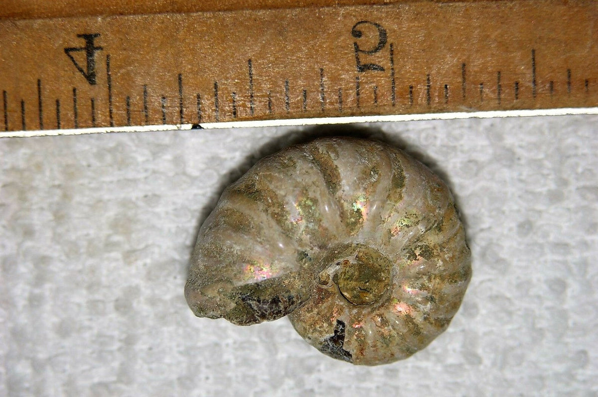 Ammonite Old Mollusk Jurassic Genuine Fossil