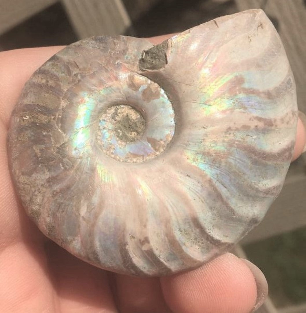 Ammonite Old Mollusk Jurassic Genuine Fossil