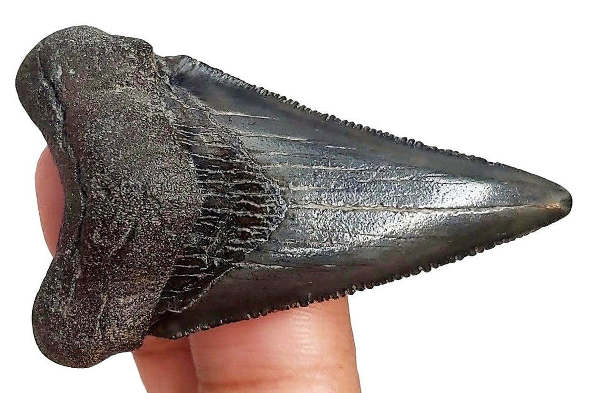 Angustidens Extinct Shark Tooth Large Natural