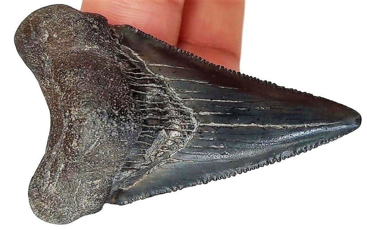 Angustidens Extinct Shark Tooth Large Natural