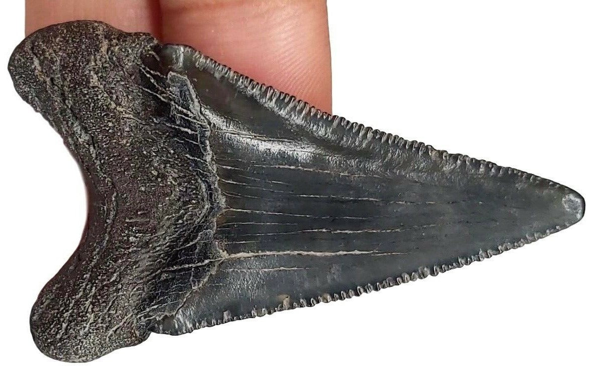 Angustidens Extinct Shark Tooth Large Natural