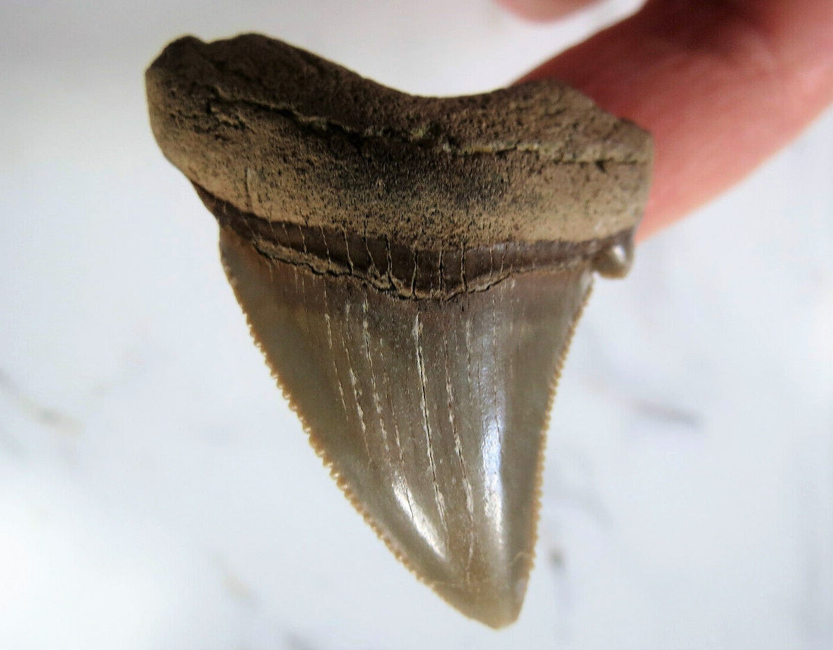 Angustidens Extinct Shark Tooth Large Natural