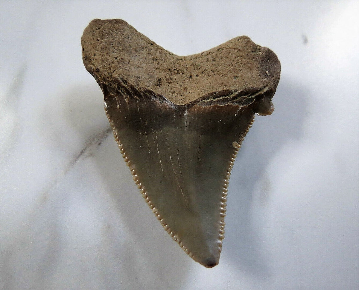 Angustidens Extinct Shark Tooth Large Natural