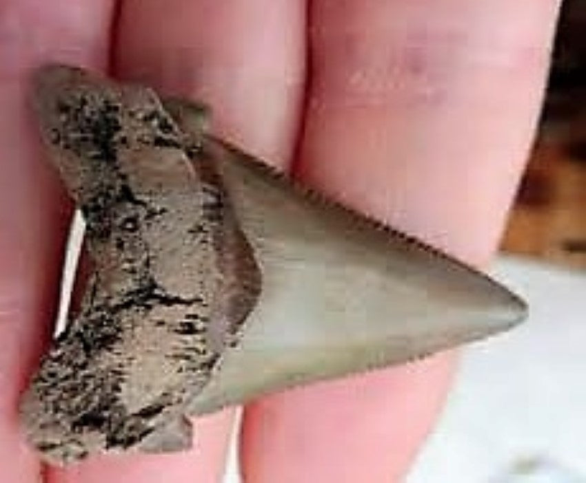 Angustidens Extinct Shark Tooth Large Natural