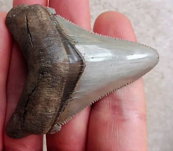 Angustidens Extinct Shark Tooth Large Natural