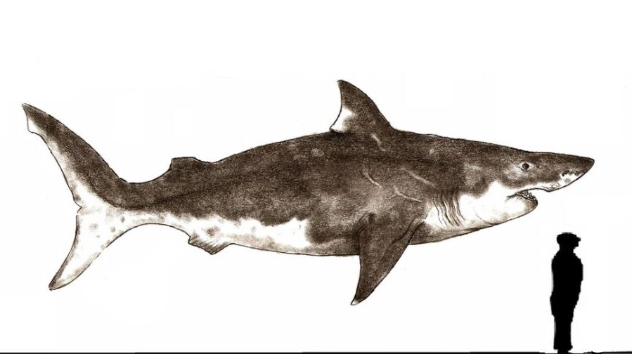 Angustidens Extinct Shark Tooth Large Natural