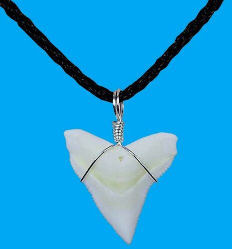 Bull Shark Tooth Necklace Pendant With Cord 1 Inch Long