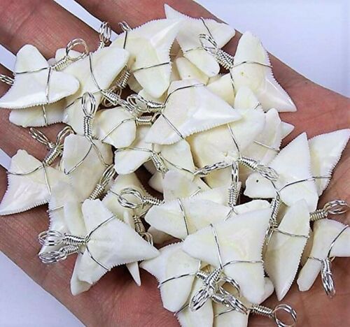 Tiger Shark Tooth Necklace 1 Inch Long Genuine & Unrestored