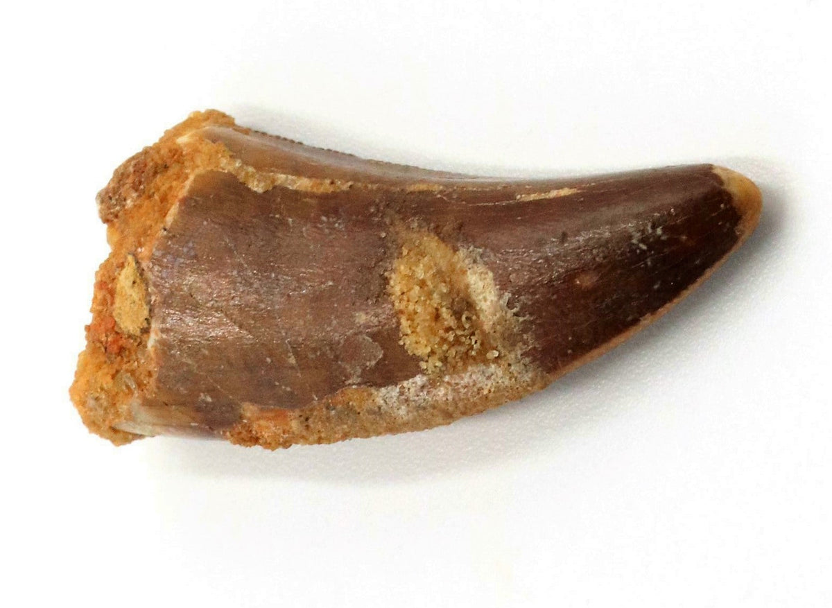 Carcharodontosaurus Tooth 1 1/5 Inches Long African T-Rex Morocco Genuine & Unrestored