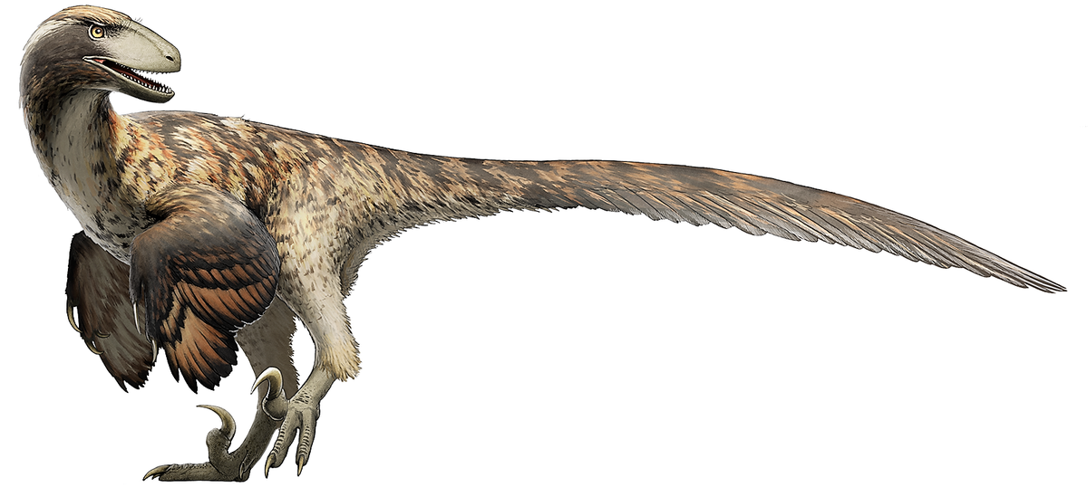 Deinonychus Raptor Claw Replica 4 Inches Long White Resin Model