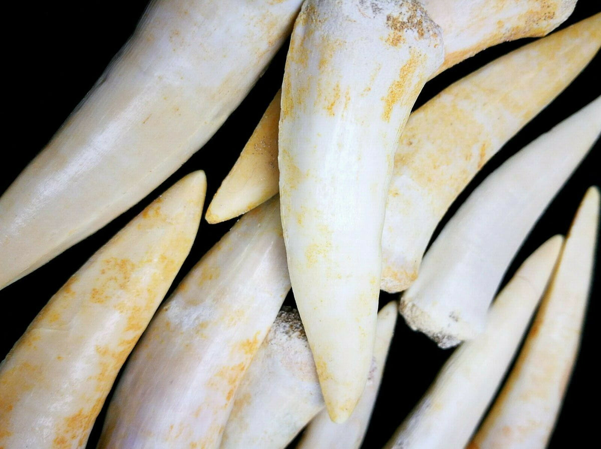 Enchodus Sabertooth Herring Extinct Fish Tooth Genuine Fossil