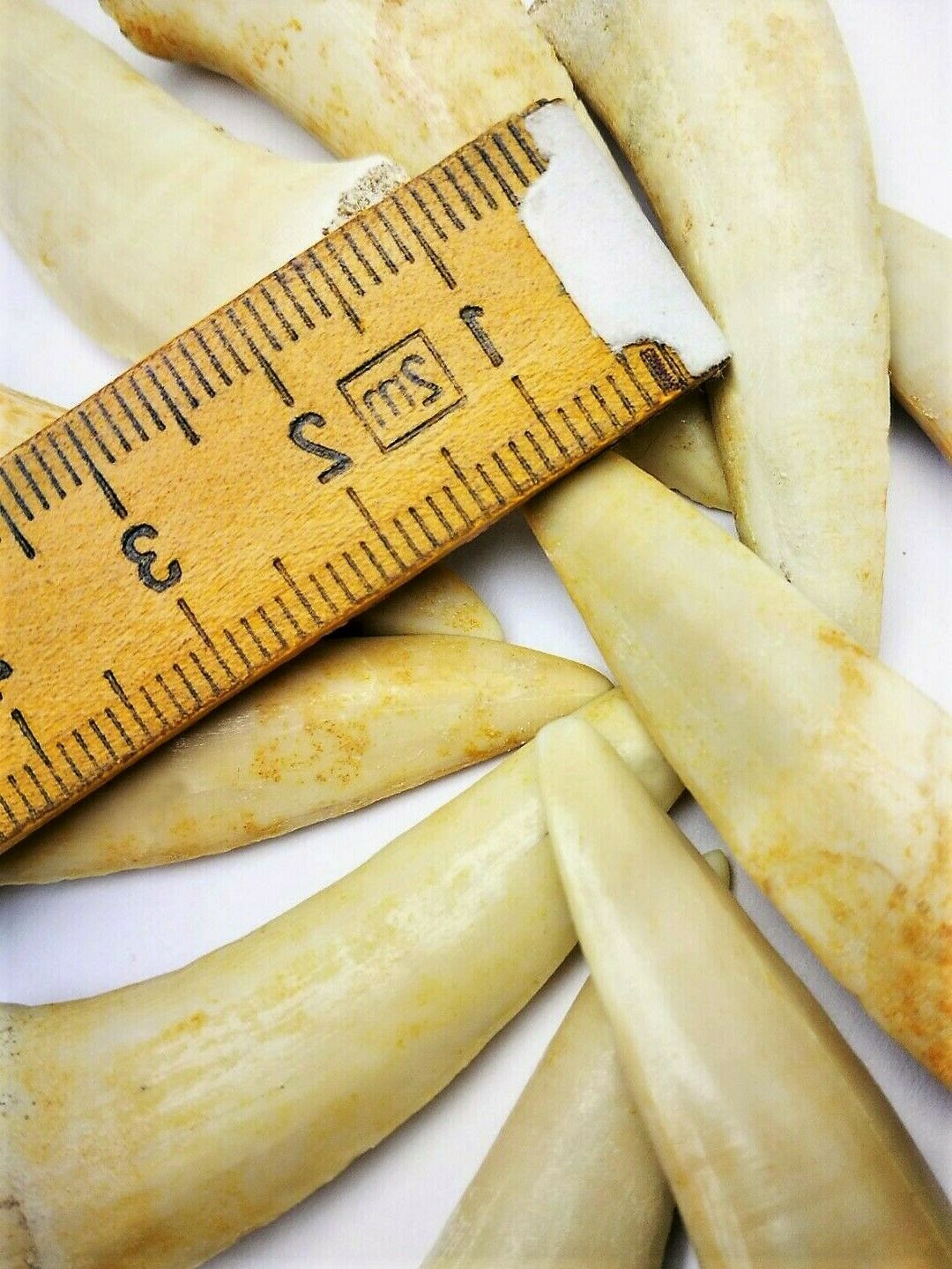 Enchodus Sabertooth Herring Extinct Fish Tooth Genuine Fossil