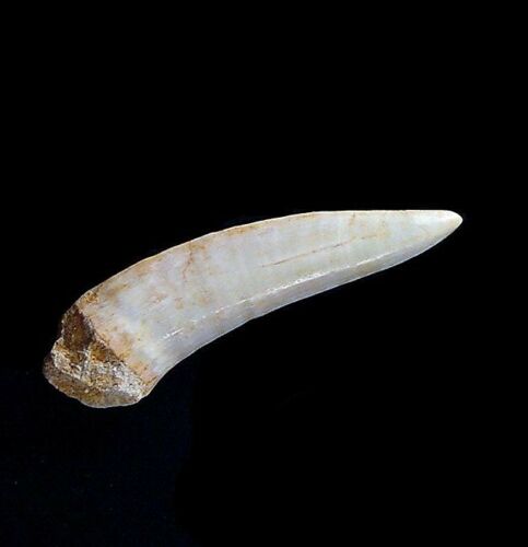 Enchodus Extinct Fish Lot of 3 Teeth Prehistoric Sabertooth Herring Fossil