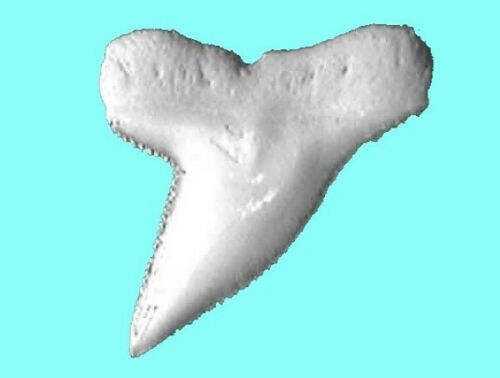 Hammerhead Shark Tooth Necklace 1 Inch Long Genuine & Unrestored