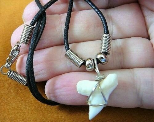 Hammerhead Shark Tooth Necklace 1 Inch Long Genuine & Unrestored