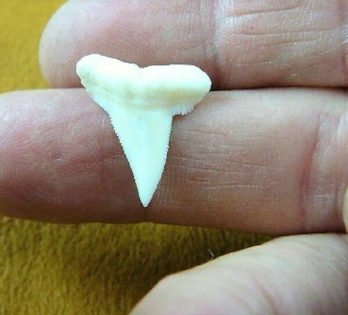 Hammerhead Shark Tooth Necklace 1 Inch Long Genuine & Unrestored