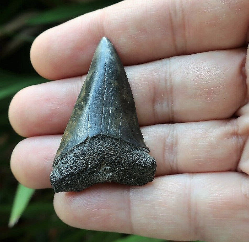 Extinct Mako Shark Tooth 2 Inches Long Genuine & Unrestored - Isurus Hastalis