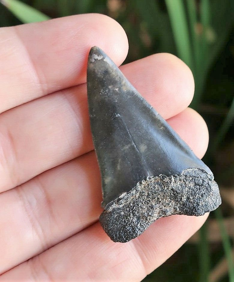 Extinct Mako Shark Tooth 2 Inches Long Genuine & Unrestored - Isurus Hastalis