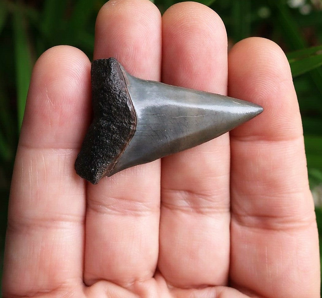 Extinct Mako Shark Tooth 2 Inches Long Genuine & Unrestored - Isurus Hastalis