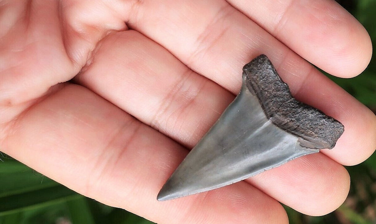 Extinct Mako Shark Tooth 2 Inches Long Genuine & Unrestored - Isurus Hastalis
